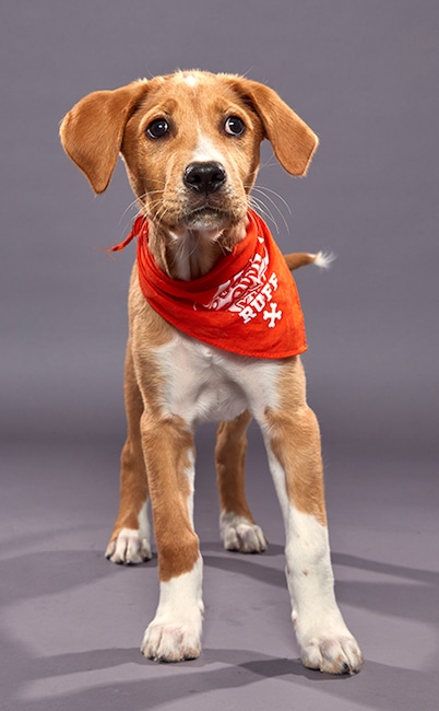 Puppy Bowl XVI